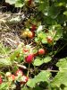 DSC_0226.thumb.JPG.42660346597ba33760bd8bc4f362f5ce.JPG