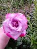 DSC_0241.thumb.JPG.4bd7ef032dce7b86a87085d9a723b265.JPG