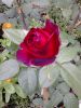 DSC_0249.thumb.JPG.6e669a247101a00b33b513e8be78fead.JPG