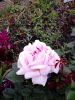 DSC_0252.thumb.JPG.37209dab17253e682df02c6182868581.JPG