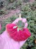 DSC_0258.thumb.JPG.bfbed7e242463c81f5a38ebb21531e19.JPG