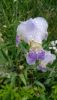 DSC_0589.thumb.JPG.f2822c0d6becb65c89a046e53e34ab36.JPG