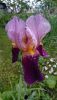 DSC_0590.thumb.JPG.8dbf14e4836d862a043d02d42374336f.JPG