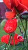 DSC_0598.thumb.JPG.361449a6d6793b6aaa2c15769158c9a8.JPG