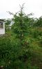 DSC_0602.thumb.JPG.6d47d8a0615138991c843a76535e3bb9.JPG
