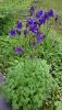 DSC_0604.thumb.JPG.802db5f3b1e3ef2fde2c84c132da5cd2.JPG