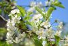 DSC_2026.thumb.JPG.14b759c0c48e1ade3d522f1141ee3524.JPG
