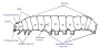 External_morphology_of_the_caterpillar_RUS.thumb.png.a750e64d7525633f6d4beaeef636b014.png