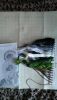 IMG_20170314_075830.thumb.jpg.165e086a90866014ad3f897353a7325f.jpg