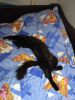 IMG_20170416_195413.thumb.jpg.ab7ad7b3f2293d50217f217e84a97ad6.jpg