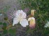 IMG_20170529_192851.thumb.jpg.f5c72bf2b4737f1ee24b552809fddad8.jpg