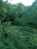 IMG_20170607_204510.thumb.jpg.8ba80eb7225bce5282a411fef115d6ec.jpg