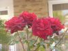 P1170100.thumb.JPG.cedc34628dcd75364c1365d85f3b4ddf.JPG