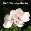 PAC_Blanche_Roche-2_800.thumb.jpg.8130f697313579bc8644cf772c97ef66.jpg
