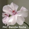 PAC_Blanche_Roche_800.thumb.jpg.b395e6c3e4268d46886acdeb140f8c06.jpg