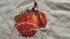 P_20170608_140918.thumb.jpg.e266e5d3cd5cb73252825e8e65ccb58e.jpg?1496920257703