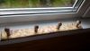 P_20170613_095612.thumb.jpg.c8445c0300eb7f83ed83c2a3b80e2449.jpg