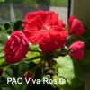 Pac_Viva_Rosita-2-800.thumb.jpg.7d409dbcd9b8a6ddc5031ae1fa2b97f8.jpg