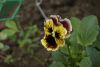 _DSC6797.thumb.JPG.88736233a3bd2ca0c48ac1ee812a412b.JPG