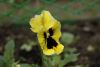 _DSC6798.thumb.JPG.05ff2e64811ed5108d0c915ecd3adeeb.JPG