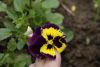 _DSC6800.thumb.JPG.617f5ee2d923351ee7e9090099399284.JPG