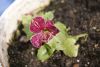 _DSC6804.thumb.JPG.a16c7375fa8a3d54b6efc45175267255.JPG