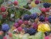 blackberry2b.thumb.jpg.9d140c8c976fc2f0215200c56a501684.jpg