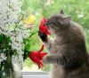 cat-smells-flower.thumb.jpg.722f355fc49e7140764fe47797efc28c.jpg