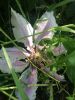 image.thumb.jpeg.372a1a882e4265c517453fadc3088966.jpeg