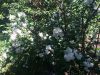 image.thumb.jpeg.8555a440af395b89d3701193fc954611.jpeg