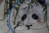 photofacefun_com_1497116507.thumb.jpg.a4ff4dd9f1b889602561eb25c74c643c.jpg
