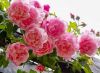 rose_003.thumb.jpg.d758bf8fcf3e6383792050ec29e0ed94.jpg