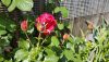 s140phswH7E.thumb.jpg.cf65514d2250790cc9cd17f3ae59e6f5.jpg