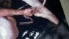17.thumb.jpg.22e056c686478229dab54e7457dbb2c6.jpg