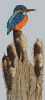 2.thumb.jpg.a956cc8d1f7b8abf47a1a7c1cb431f8e.jpg