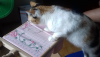 2.thumb.png.e0b9344d258f04531cb8214253e99fe1.png