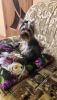 20170513_000740.thumb.jpg.96ece4afe825c95c6d91da2d314bba37.jpg