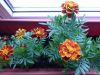 20170618_131120.thumb.jpg.e60ee1a978b77a2970c28823dc75f662.jpg