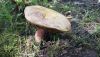 20170705_154717.thumb.jpg.f89f4823b8e539289b8b56d3b53c4daf.jpg