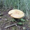 20170705_154744-1.thumb.jpg.6a62d5036b850236633e2c854f449903.jpg