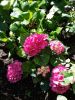 20170708_102149.thumb.jpg.09c485f225c4516d60556fc4e5a164f1.jpg