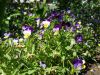 20170708_102929.thumb.jpg.d938aacb2869321686f9b6e5d53cb849.jpg