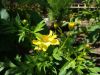 20170708_103037.thumb.jpg.6689a4cbd2dfe1149191e178b057f80a.jpg