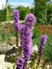 20170708_103141.thumb.jpg.7c3d43a6d231ad8bfcf6703d5eeea7fe.jpg