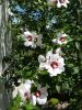 20170708_132011.thumb.jpg.4656cdc532d27db02a4a4b4f8010c14b.jpg