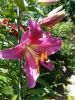 20170708_132201.thumb.jpg.ae001b6c08deb6c1a2ae4bf3fea18bc2.jpg