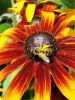 20170708_133340.thumb.jpg.543cb85ba722922734dcbf8da94a09a3.jpg