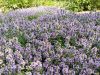 20170708_133750.thumb.jpg.0482364a59c614671ec7467f20e6f637.jpg