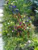 20170709_145928.thumb.jpg.5187b82b0ad0aa5fc0d7c0ac94afdda9.jpg