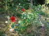 20170713_095557.thumb.jpg.8e3a8a09f0e4d2859b735c10144c97d5.jpg